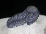 Gerastos Trilobite Fossil - Foum Zguid #21540-4